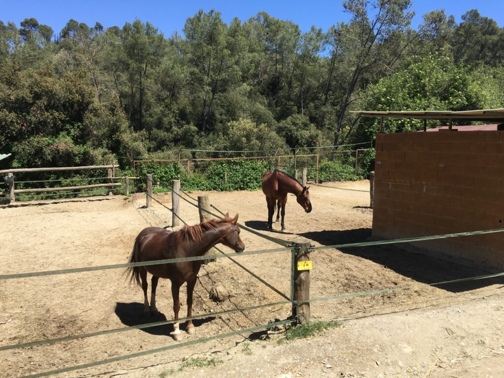 Caballos en los paddocks de Paddock Activo Collserola, en Molins de Rei