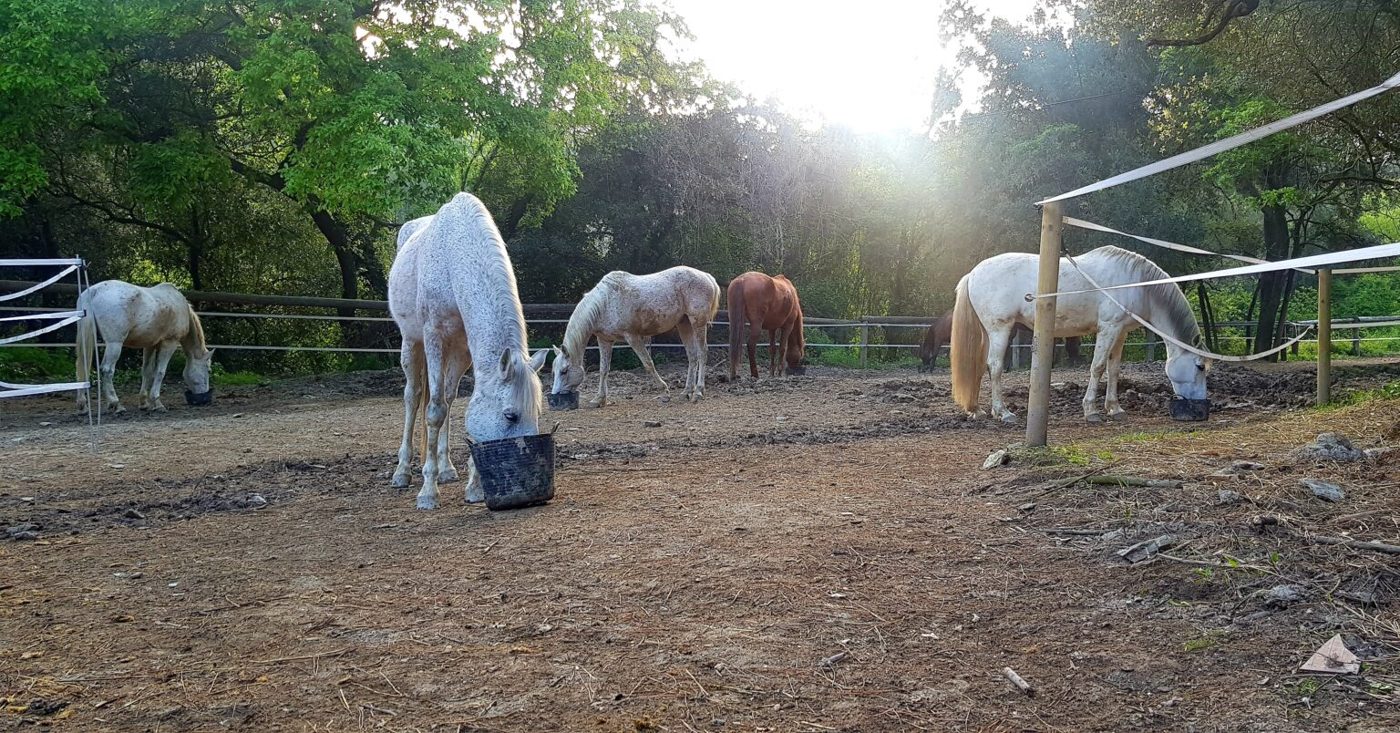 Manada de caballos en semilibertad al atardecer en Paddock Activo Collserola